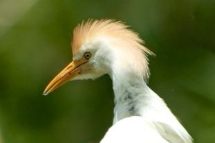 Garcilla bueyera-Bubulcus ibis 5.jpg